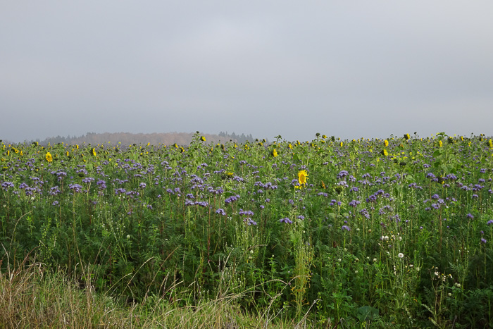 Sonnenblumen und Phacelia. Letztere ist eine Zwischenpflanze und sehr schmackhaft.
