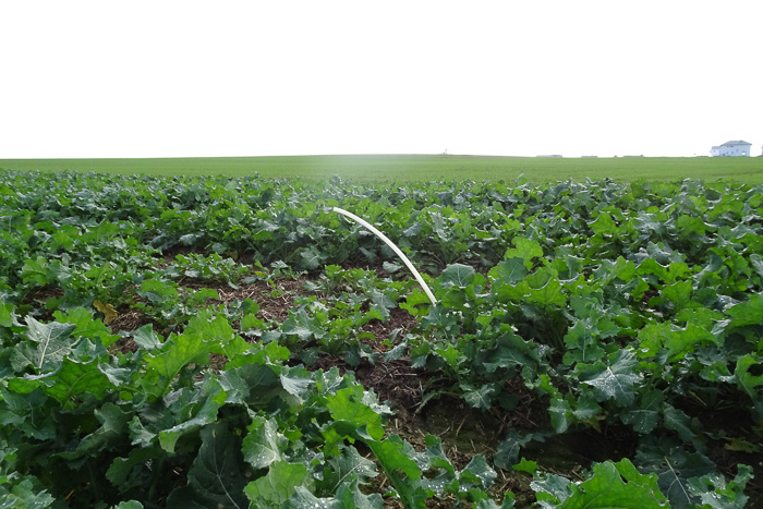 Unterwegs gibt dieses Plastikteil Rätsel auf. Ein Glasfaserkabel im Hightechland südliche Oberfalz?