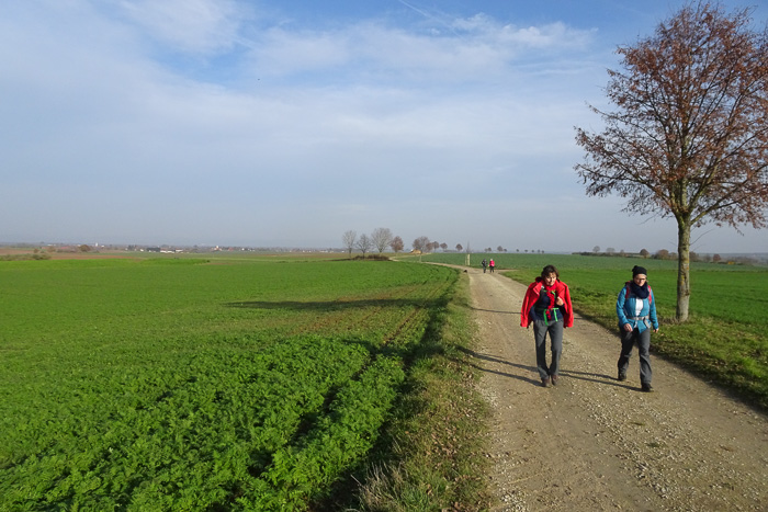 Endspurt Richtung Hagelstadt. Eigentlich sind wir jetzt an der Wolfgangseiche, aber dieses Bäumchen braucht noch ein wenig.