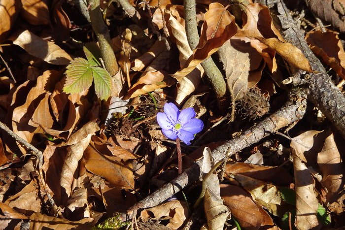 Kaum ist Fastenzeit, kann das Leberblümchen gedeihen! :-)