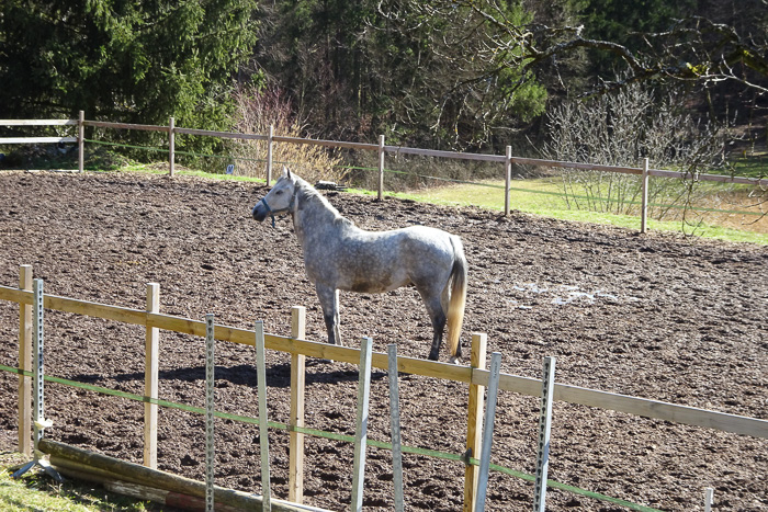 Eine willkommene Abwechslung für beide Parteien: Pferd - Wanderer.