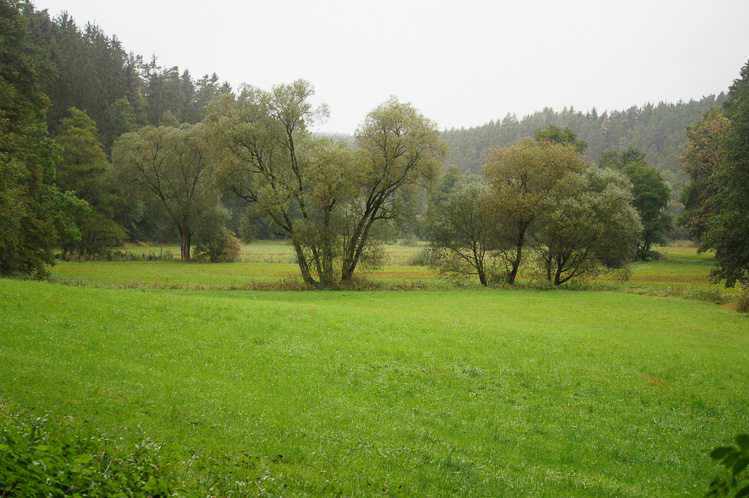 Der Regen macht ein sattes Grün.