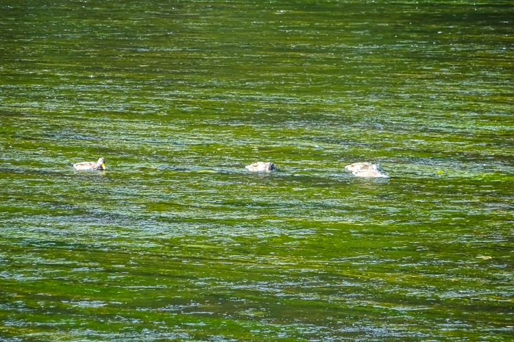 Auch die Enten.