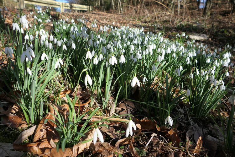... in den Frühling.