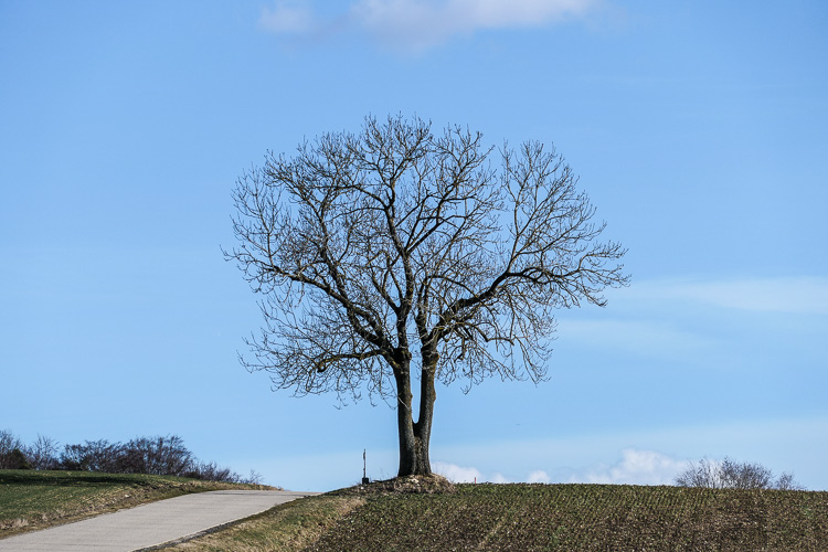 Bild mit Baum.