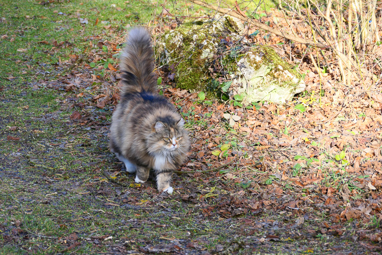 Bild mit Katze.