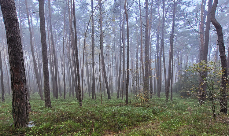 Der Weg nach Schwandorf zurück ist bezaubernd.